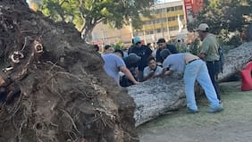 Muere una mujer y otra persona resulta con graves lesiones tras caída de árbol en Parque Italia de Valparaíso