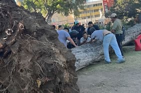 Muere una mujer y otra persona resulta con graves lesiones tras caída de árbol en Parque Italia de Valparaíso