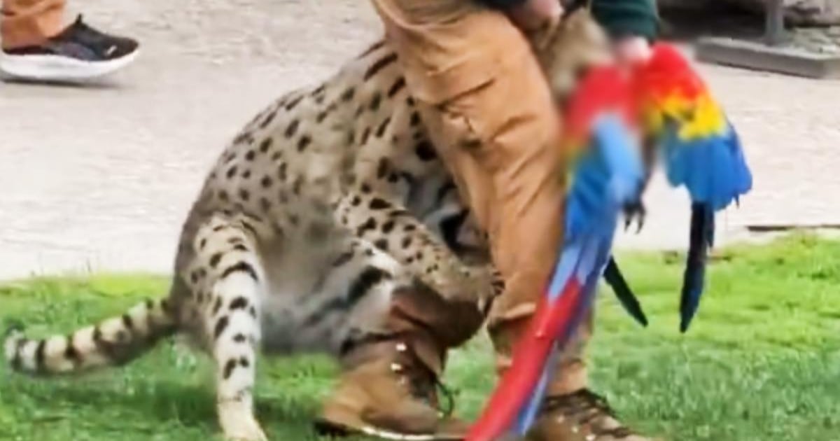 “Estamos profundamente dolidos”: cómo fue el accidente en Buinzoo donde murió un guacamayo atacado por un serval