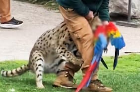 “Estamos profundamente dolidos”: cómo fue el accidente en Buinzoo donde murió un guacamayo atacado por un serval