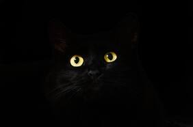 Estudio asegura que tener un gato como mascota aumenta el riesgo de padecer esquizofrenia