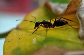 Una visita inoportuna: cómo controlar y evitar a la hormiga argentina