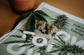 “Permitir la iniciativa privada regulada”: la propuesta para la legalización de la marihuana en Chile