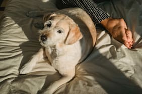 El avance de las mascotas