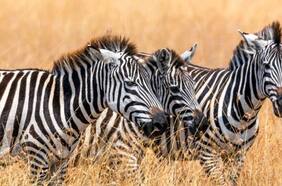 Empresas cebras: crecer y compartir juntos con las mismas chances