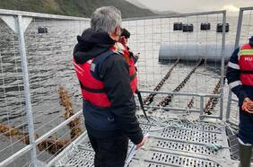 SMA formuló “un cargo grave” contra la salmonera Cermaq por sobreproducción en una área silvestre protegida
