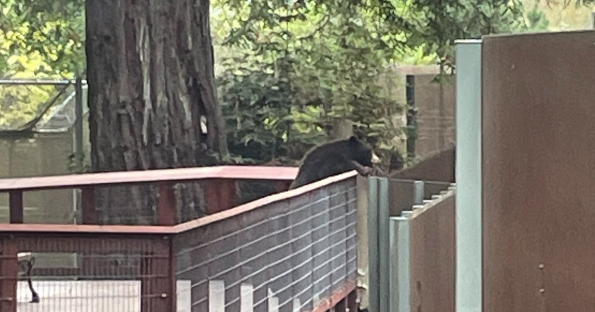 La historia del oso salvaje que se coló en un zoológico: “Fue un visitante muy educado”
