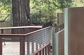 La historia del oso salvaje que se coló en un zoológico: “Fue un visitante muy educado”