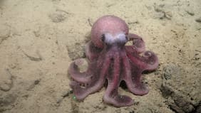 Un nuevo pulpo encontrado en las costas chilenas revela aspectos desconocidos del océano