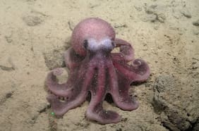 Un nuevo pulpo encontrado en las costas chilenas revela aspectos desconocidos del océano