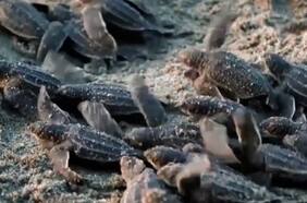 El 99% de las tortugas marinas nacen hembras debido a las altas temperaturas