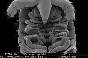 “Una maravilla de la evolución”: Por primera vez descubren un milpiés con 1.000 pies, una sorprendente criatura subterránea con 1.306 patas