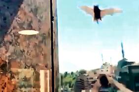 Las Condes: indagan presencia de murciélagos