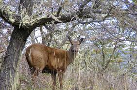 Especie en peligro de extinción aparece por primera vez en 90 años