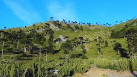 Conaf retomará administración de la Reserva Altos de Pemehue y avanza su reapertura turística