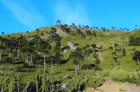 Conaf retomará administración de la Reserva Altos de Pemehue y avanza su reapertura turística