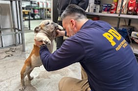 PDI detiene a dueño de perro acusado de maltrato animal en Lampa: bulldog estaba en “condiciones deplorables”