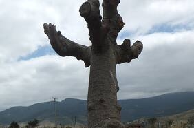 Luego de 13 años de sequía: ¿Será el racionamiento del agua la nueva normalidad en Chile?