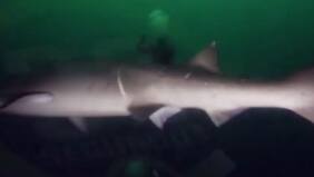 Tiburón de cuatro metros sorprendió a buzos: Su presencia obligó a suspender faenas submarinas