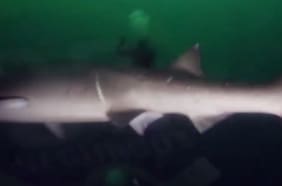 Tiburón de cuatro metros sorprendió a buzos: Su presencia obligó a suspender faenas submarinas