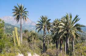 Palmas de Ocoa: un fascinante paseo por el palmar más grande de Chile