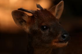 Pequeños animales del bosque: Las otras víctimas de los incendios forestales
