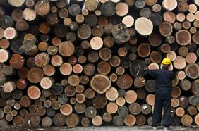 Rol del sector forestal en la sostenibilidad del país