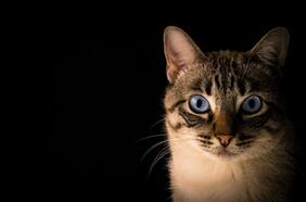 ¿Tu gato es psicópata? Este test creado por científicos puede averiguarlo
