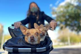 Mascotas y peligros veraniegos