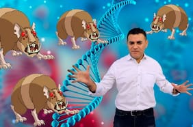 Experimento genético transforma a hámsters en animales hiperagresivos