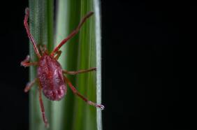 Tifus de los matorrales: qué es y cuáles son los síntomas de la enfermedad