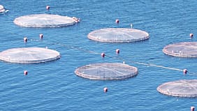Gremios salmoneros y rechazo en el TC de artículos vinculados al sector: “Se pierde una oportunidad para modernizar normas”