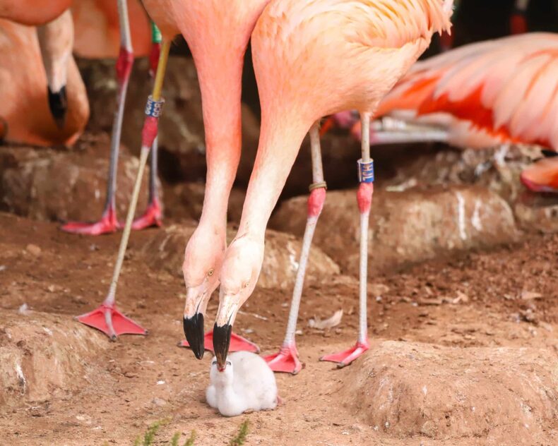 Pink flamingos