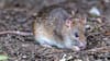 OMS registra más de un mes sin nuevos fallecimientos por hantavirus