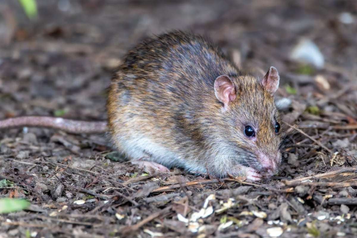 OMS registra más de un mes sin nuevos fallecimientos por hantavirus