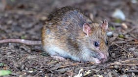 OMS registra más de un mes sin nuevos fallecimientos por hantavirus