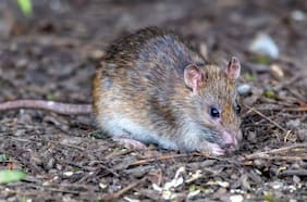 OMS registra más de un mes sin nuevos fallecimientos por hantavirus