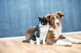 Petvet: Tu partner digital para el cuidado de tus mascotas