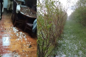 Granizada en Loncoche provoca daños a la agricultura: se reportan pérdidas “entre un 40% y un 60%” de la producción