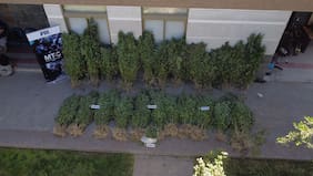 PDI extrae 381 plantas de marihuana de dos cultivos en Melipilla e incauta más de 7 kilos de droga