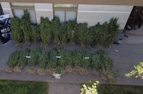 PDI extrae 381 plantas de marihuana de dos cultivos en Melipilla e incauta más de 7 kilos de droga