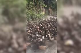 Marcha de patos bloqueó el tránsito de un camino rural en Filipinas