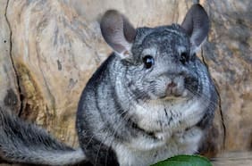 Mayor planta desalinizadora suspende su tramitación ambiental hasta febrero de 2026 para estudiar a chinchilla lanígera