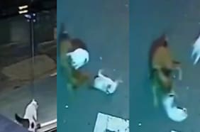 Este felino enfrentó heroicamente a un perro que atacaba a una gata