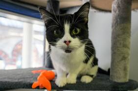 ¿Es mejor dejar a los gatos dentro o fuera del hogar? Esto dice la ciencia