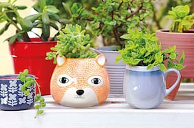 Suculentas: Grandes Compañeras