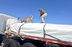 Decomisan casi dos toneladas de marihuana en Coquimbo: la transportaban oculta en un camión