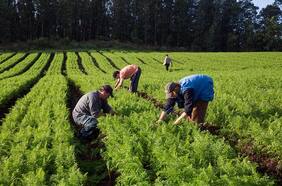 Cultivos transgénicos suben 34% en última temporada y envíos suman US$128 millones
