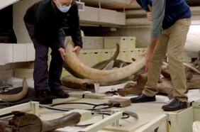 Científicos logran mapear la vida completa de un mamut de 17 mil años