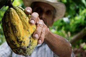 Cacao rompe la barrera de los US$9.000 por tonelada y cotiza en máximos por la escasez de oferta